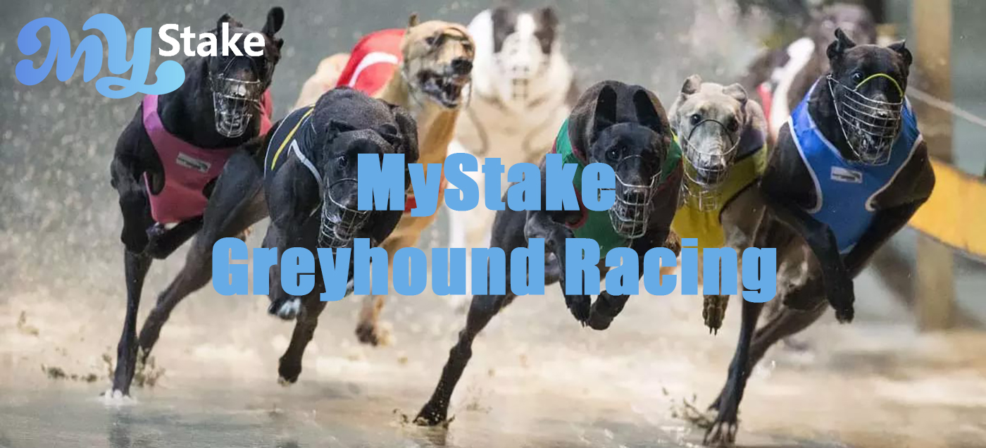 MyStake Greyhound Racing-weddenschap